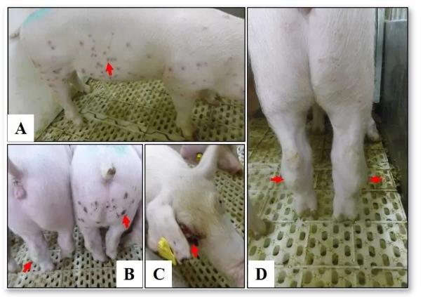 要闻：基因I型非洲猪瘟病毒入侵我国，青岛立见助力精准诊断